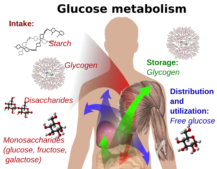 Diagram of glucose metabolism