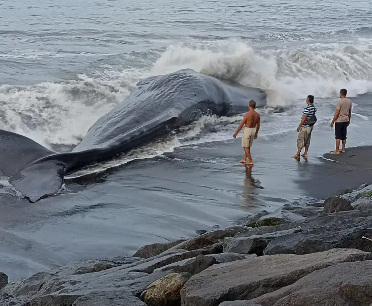 A Sperm whale was found stranded alive on Wednesday (05/04/2023) morning at Yeh Malet Beach, Banjarangkan District, Klungkung Regency, Bali.