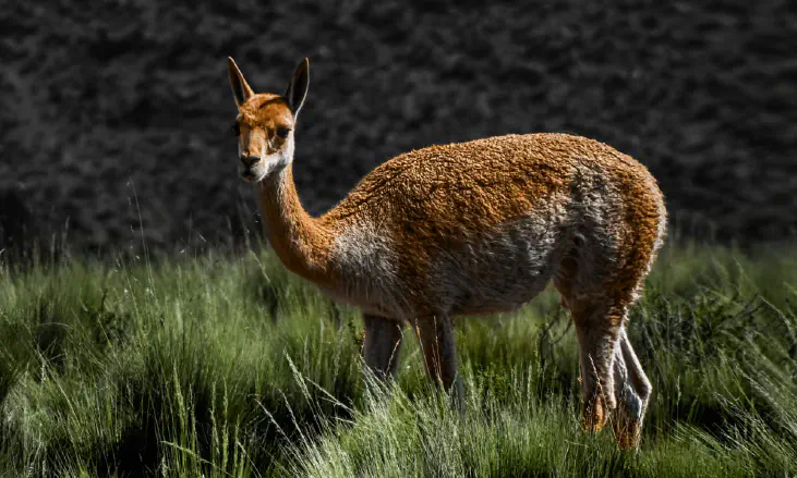 Vicuna Standing among grass