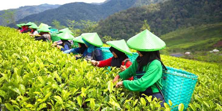 Tea pickers in Tea Garden