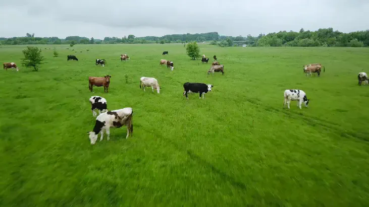 Green field with grazing cows aerial