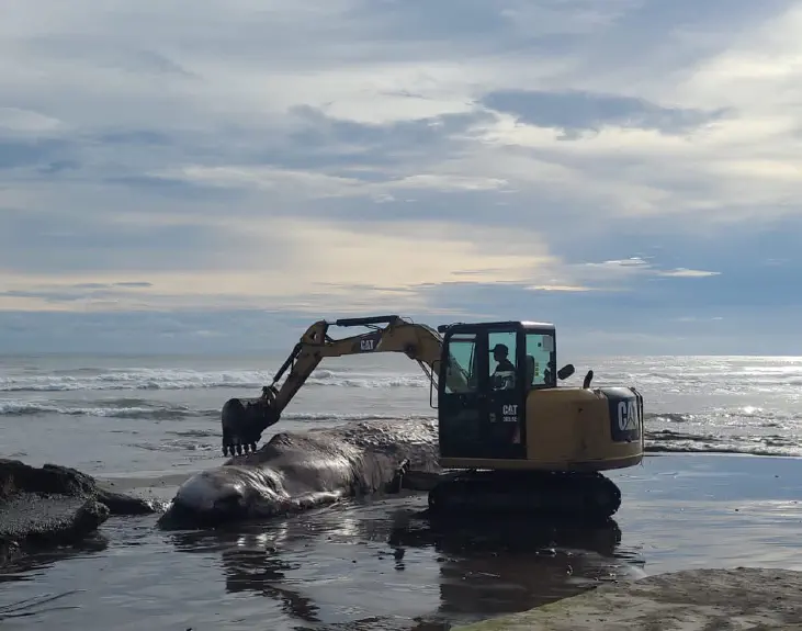 The process of burying a Bryde whale that was stranded dead on Batu Lumbang Beach, Selemadeg District, Tabanan Regency, Bali, on Saturday (01/04/2023).