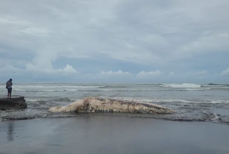 A whale of the Bryde type washed ashore dead on Batu Lumbang Beach, Selemadeg District, Tabanan Regency, Bali, on Saturday (01/04/2023)