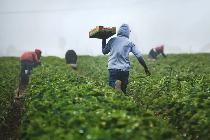 Strawberries pickers